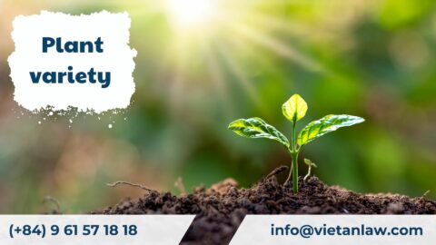 Plant variety registration in Vietnam